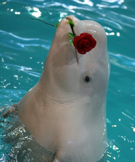 İstanbul Dolphinarium Yunus Gösterisi